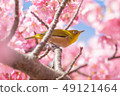 White-eye and cherry 49121464