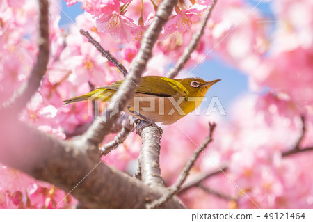 White-eye and cherry White-eye and cherry 49121464