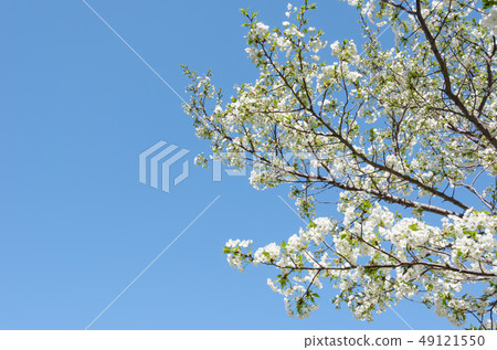 White mountain cherry trees White mountain cherry trees 49121550