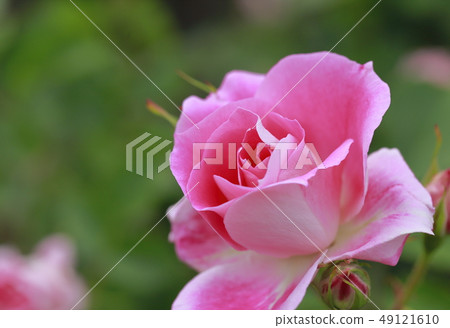 初夏玫瑰園粉紅玫瑰 初夏玫瑰園粉紅玫瑰 49121610