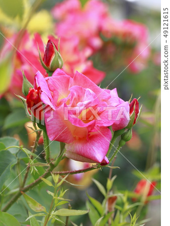 Early summer rose garden Early summer rose garden 49121615