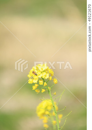 Rape blossoms and bees along Isumi Railway [Photographing cooperation] Isumi City, Chiba Prefecture, Club Tourism Inc. 49121670