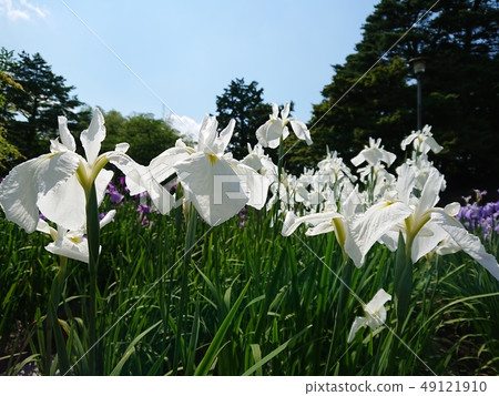 純白色的虹膜 純白色的虹膜 49121910