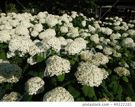 Annabel in full bloom (hydrangea) 49122281