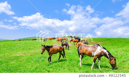 Ranch (horse) Ranch (horse) 49122545