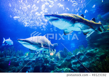 Two sharks underwater view Two sharks underwater view 49123192