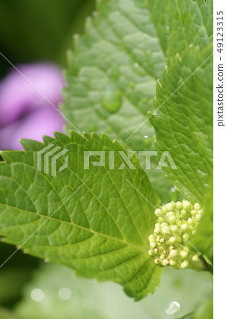 Tottori Four Seasons Walk Spring Flower Tottori Four Seasons Walk Spring Flower 49123315