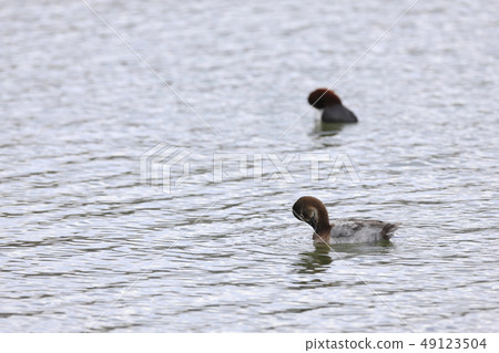 Hoshihaziro Hoshihaziro 49123504