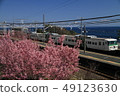 Okame Sakura和Limited Express Dancer 49123630