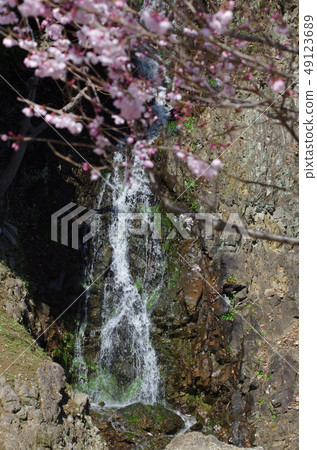 Cherry blossoms and waterfalls in Kuribayashi Park 49123689