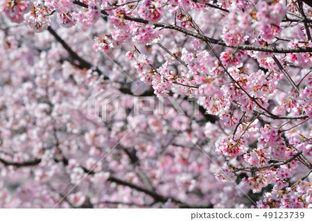 Ohkan Sakura (Ako Sakura) (N) 49123739