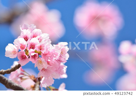 Ohkan Sakura (Ako Sakura) (N) Ohkan Sakura (Ako Sakura) (N) 49123742