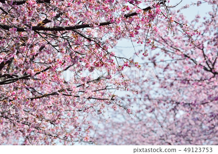 Ohkan Sakura(赤子櫻)(N) Ohkan Sakura(赤子櫻)(N) 49123753