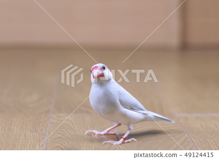 女銀石鳥 女銀石鳥 49124415