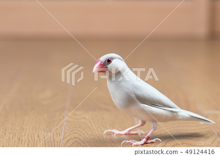 女銀石鳥 49124416