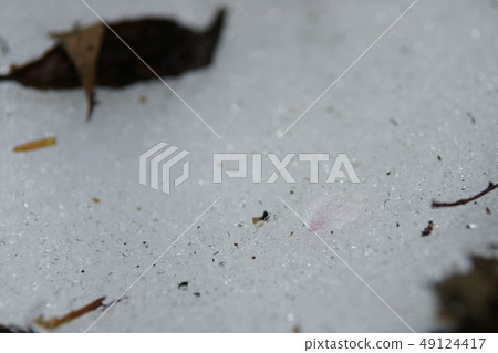 鳥取四季步行春雨瀑布 49124417