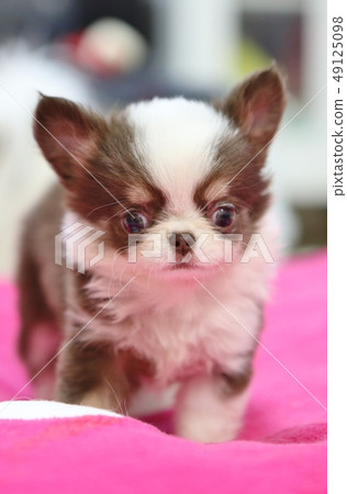 Three-month-old Chihuahua puppy Three-month-old Chihuahua puppy 49125098