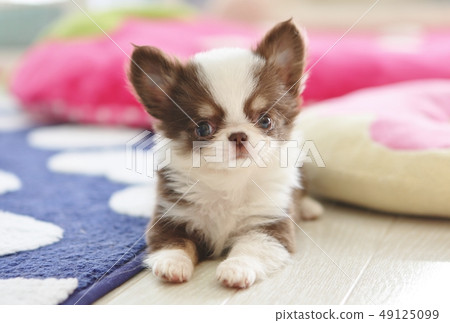 Three-month-old Chihuahua puppy Three-month-old Chihuahua puppy 49125099