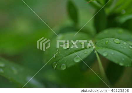 rain rain 49125208