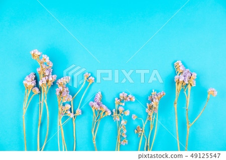 Dried violet statice flower on light blue 49125547