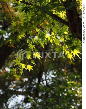 Natural material (fresh green image) 49125905