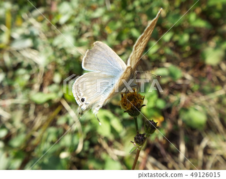 短尾藍色 49126015