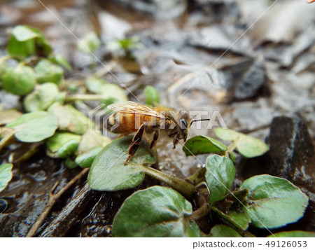 A bee 49126053