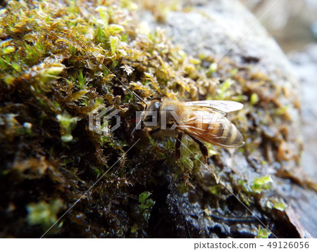 A bee A bee 49126056