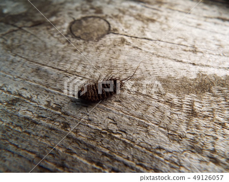 Dead body of insect 49126057