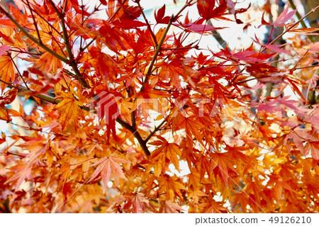 Autumn leaves 49126210