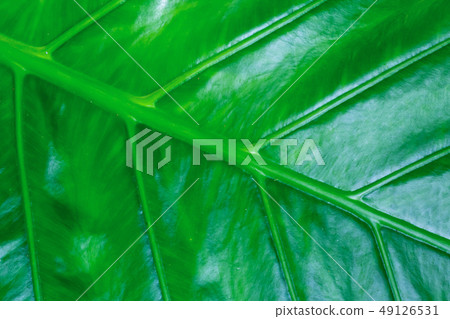 dark green base big fresh banana leaf background 49126531