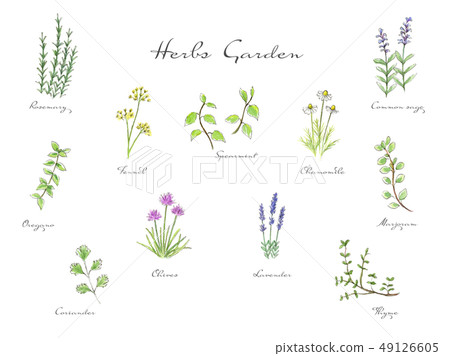 Hand drawn watercolor illustration herbs set 49126605