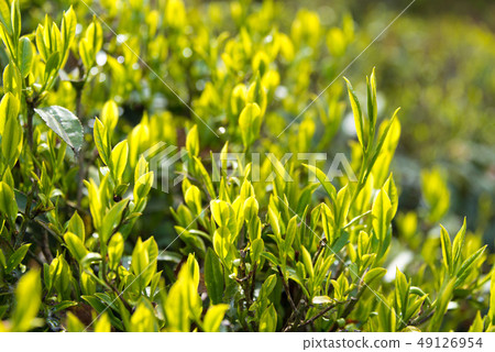 Darjeeling tea leaves India Darjeeling Darjeeling tea leaves India Darjeeling 49126954