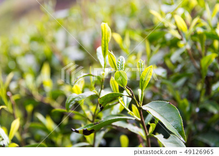 Darjeeling tea leaves India Darjeeling 49126965