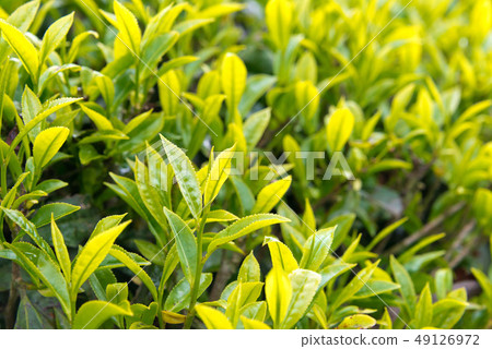 大吉嶺茶葉印度大吉嶺 49126972