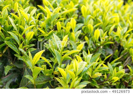 大吉嶺茶葉印度大吉嶺 49126973