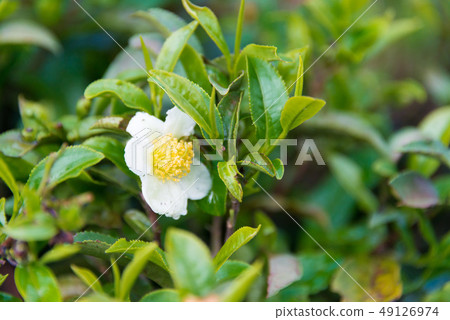 大吉嶺茶花印度大吉嶺 49126974