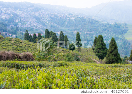 大吉嶺茶園印度大吉嶺 大吉嶺茶園印度大吉嶺 49127091