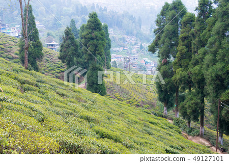 Darjeeling Tea Field India Darjeeling Darjeeling Tea Field India Darjeeling 49127101
