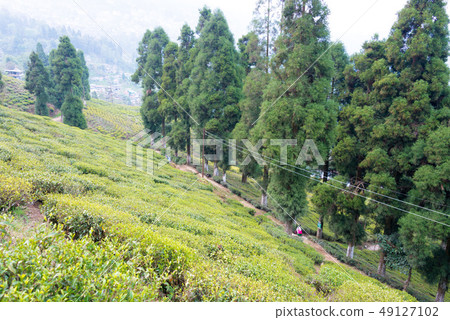 大吉嶺茶園印度大吉嶺 49127102