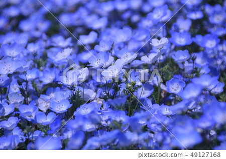 Nemophila的藍色 49127168