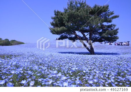 尼莫菲拉山 49127169