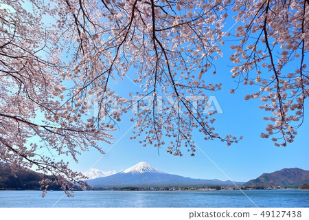Cherry blossoms at Mt. Fuji and Kawaguchi lake Cherry blossoms at Mt. Fuji and Kawaguchi lake 49127438