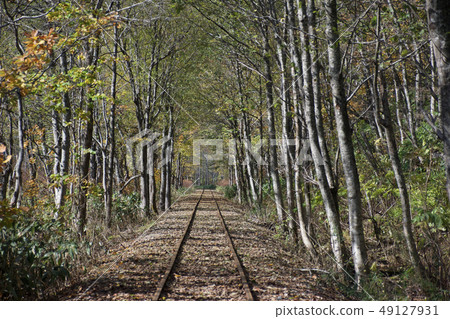 北海道多莉王國[yoko] 49127931