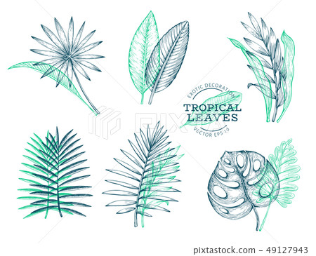 Vector set of tropical leaves. Hand drawn tropical - Stock Illustration ...