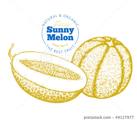 Whole melon and a half of melon. Hand drawn vector Whole melon and a half of melon. Hand drawn vector 49127977