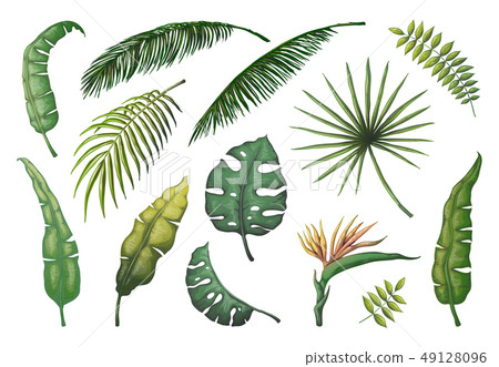 Palm leaves. Jungle hand drawn trees, floral vintage banana coconut decorative plants, green exotic Palm leaves. Jungle hand drawn trees, floral vintage banana coconut decorative plants, green exotic 49128096