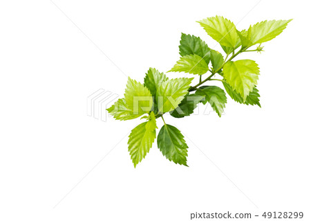 young chaba plant on white background, chiness young chaba plant on white background, chiness 49128299