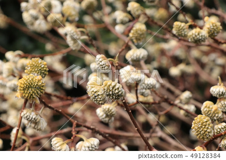 Buds of Mitsumata Buds of Mitsumata 49128384