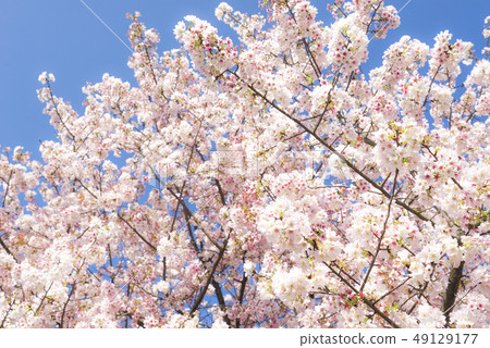 天元宮浪漫櫻花季 49129177